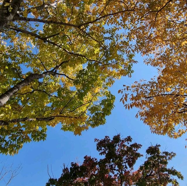 Fall in Pyeongwha Square