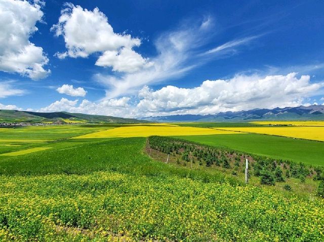 Menyuan Flower Fields (门源) - Qinghai