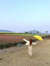 제주 튤립 명소, 보롬왓🌷