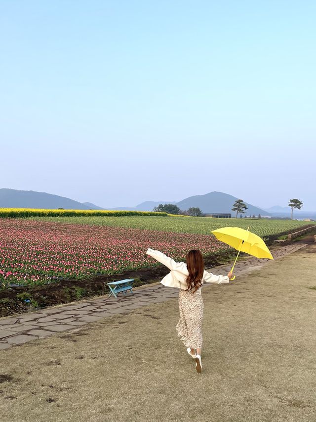 제주 튤립 명소, 보롬왓🌷