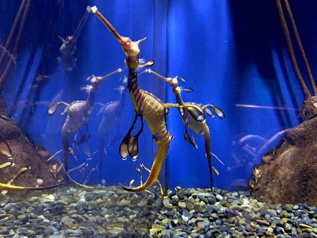 Amazing day at Georgia Aquarium 