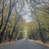 うっとりする紅葉の街道　シャキ
