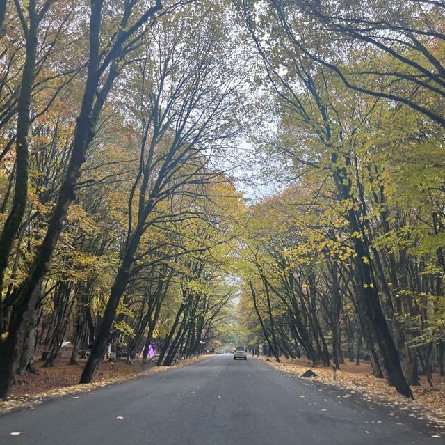 うっとりする紅葉の街道　シャキ