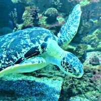 An Aquarium with an Interesting History 
