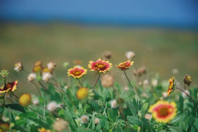 台灣 ｜澎湖群島。又名菊島
