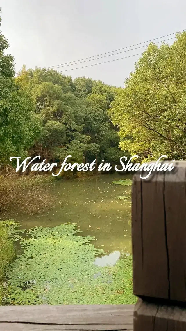 Water forest in Shanghai 