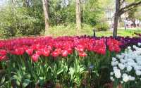 Colorful Tulip Garden and Zoo