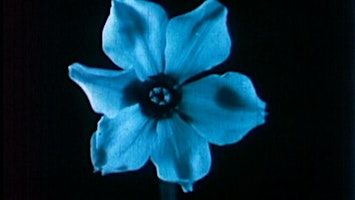 Dancing Flowers and Sprouting Seeds: Films of Botanical Motion | Block Museum of Art, Northwestern University