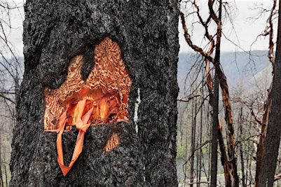 Artist Talk: Following Fire and Fire Maps | World Forestry Center