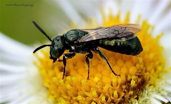 Butterfly & Pollinator Exploration | Kellys Run Nature Preserve
