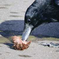 利尻島のグルメな鳥たち