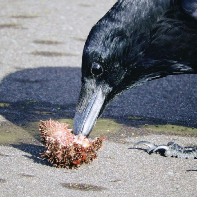 利尻島のグルメな鳥たち