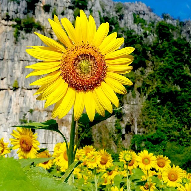 ทุ่งทานตะวัน@เนินมะปราง