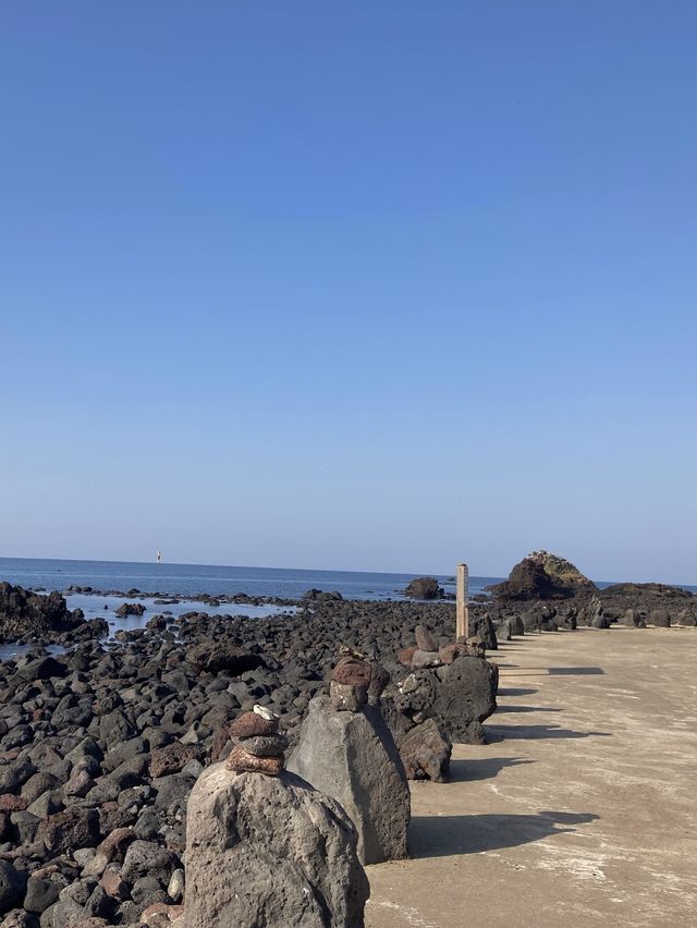 끝없는 갈대 밭, 제주 비양도🌾