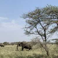 anotha safari at Serengeti