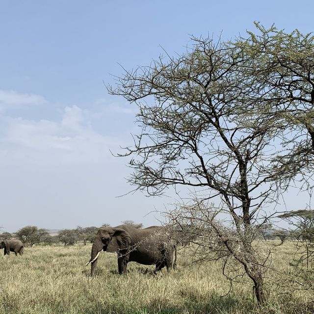 anotha safari at Serengeti