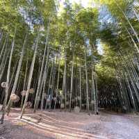 【栃木】幻想的な竹の世界「若竹の社 若山農場」