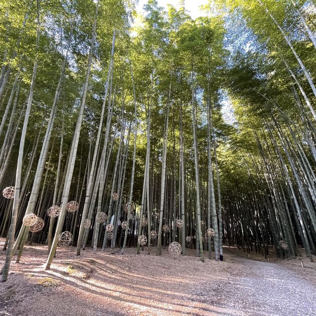 【栃木】幻想的な竹の世界「若竹の社 若山農場」