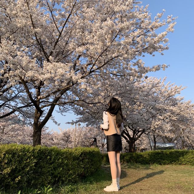 벚꽃 맛집 안산 화랑유원지 🌸