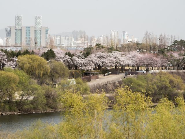 내가 뽑은 서울 숨은 벚꽃 명소