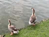 大湖公園散步去｜還可以看到好多的鳥、鵝、鴨😄