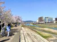 福井県🌸今が満開🌸【足羽川の桜祭り】