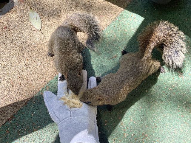 岐阜🐿リスがかなり近くでみれて餌もあげれる🐿💓金華山リス村