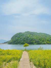 🌼 경주 불국사 근처 유채꽃 해바라기 카페 바실라 