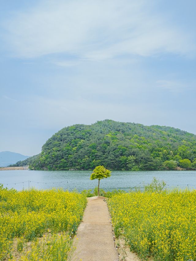 🌼 경주 불국사 근처 유채꽃 해바라기 카페 바실라 