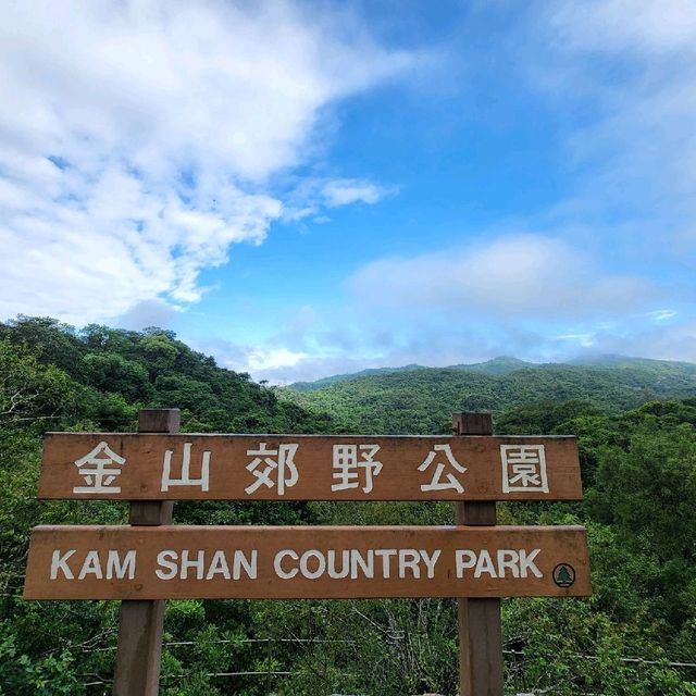 金山九龍水塘