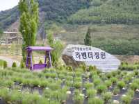 무릉별유천지 유채꽃과 라벤더정원