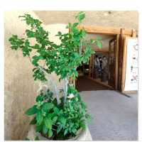 【滋賀県近江八幡市】そこはまるでおとぎの国✨