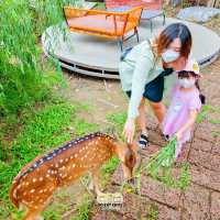 🦌คาเฟ่กวาง☕️Pee Neung Coffee House Salaya