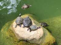 本地遊 | 坐港鐵遊香港 | 金鐘站 | 香港公園｜鬧市賞花好去處