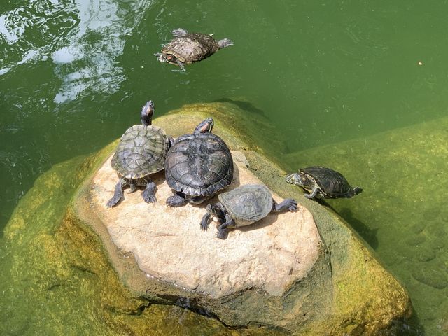 本地遊 | 坐港鐵遊香港 | 金鐘站 | 香港公園｜鬧市賞花好去處