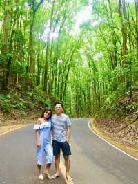 Bilar Man-made Forest