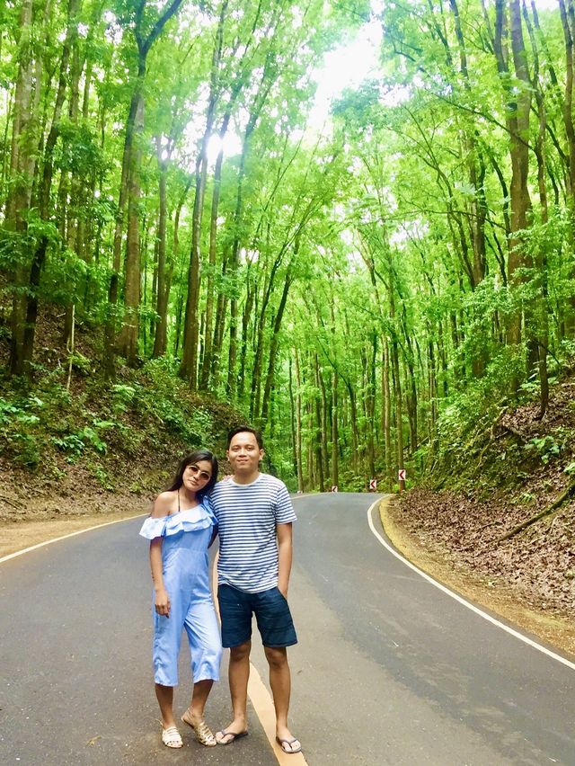 Bilar Man-made Forest
