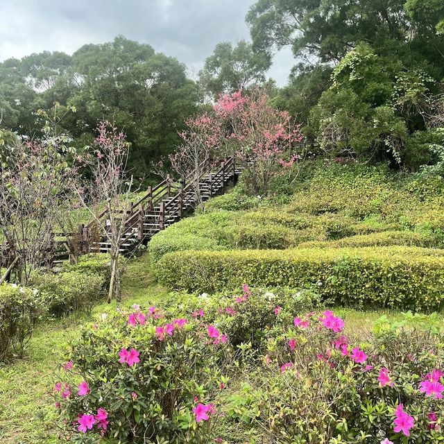 大同山木棧道