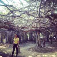 Belle villa resort/อุทยานไทรงาม นครราชสีมา