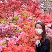 Wansan Park  (full of flower)