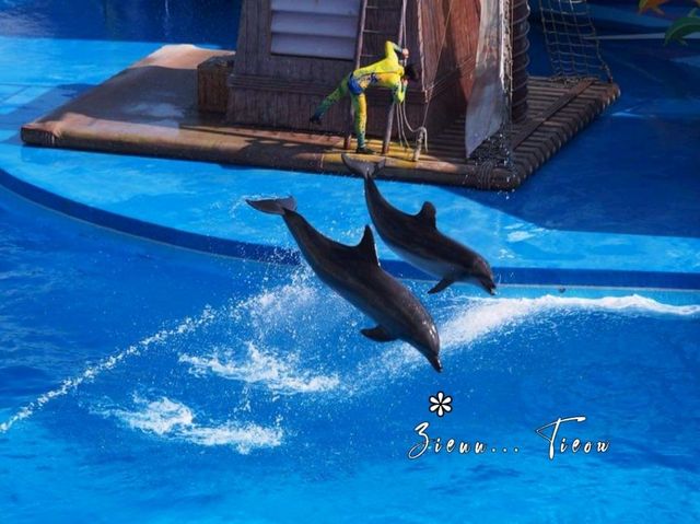สนุกสุดเหวี่ยง@Ocean Park Hong Kong 🎢💒 สนุกสุดเหวี่ยง@Ocean Park Hong Kong 🎢💒