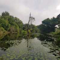 Weekend Exploration At Hampstead wetland 