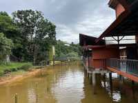 Bukit Merah Orang Utan Island 🦧✨