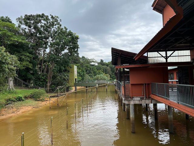 Bukit Merah Orang Utan Island 🦧✨