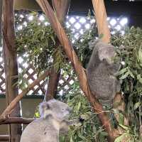 近距離接觸袋鼠和樹熊的動物園
