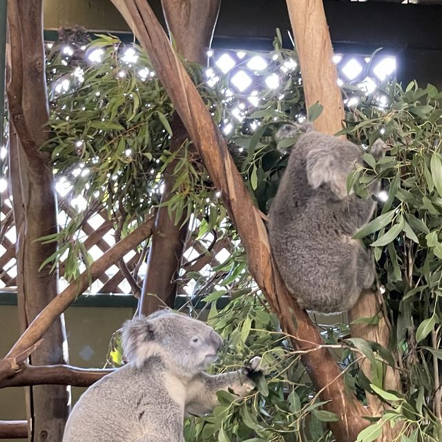 近距離接觸袋鼠和樹熊的動物園