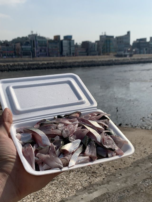 🌊 오이도 갯벌 + 칼국수 맛집 🌊