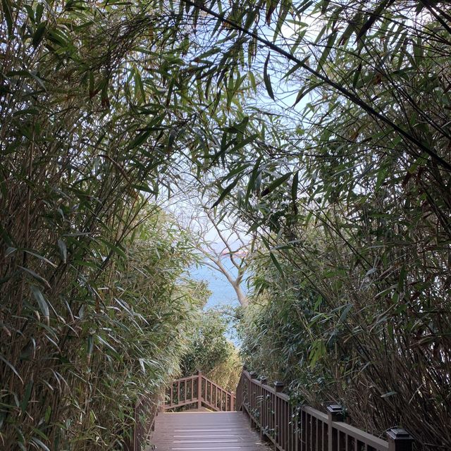 🌊🌺 여수 오동도에서 동백꽃+바다 가득가득 감상하기 🌺🌊