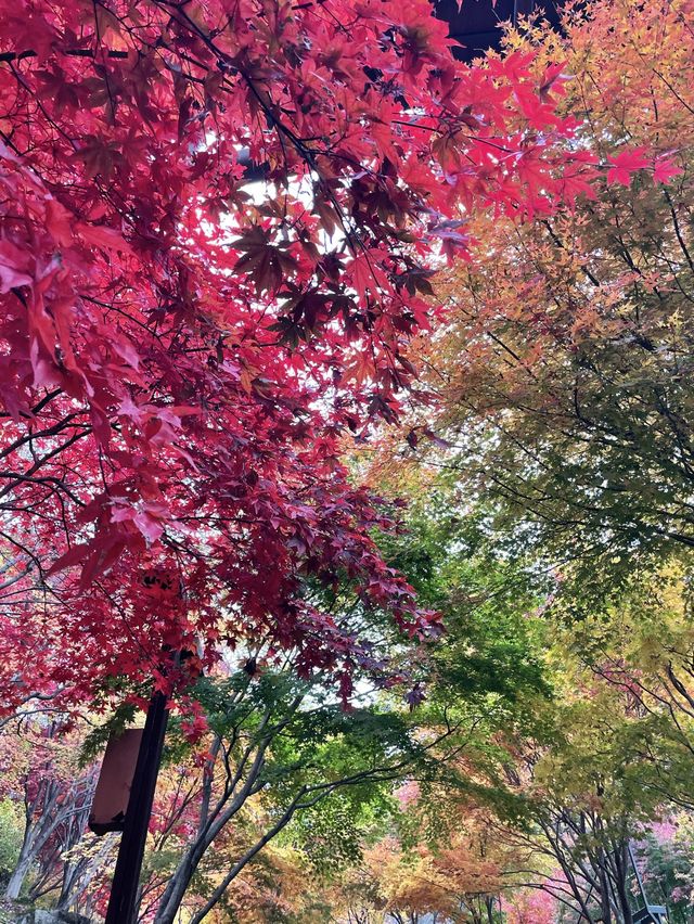 가을 단풍 맛집 :: 화담숲🍂🤍