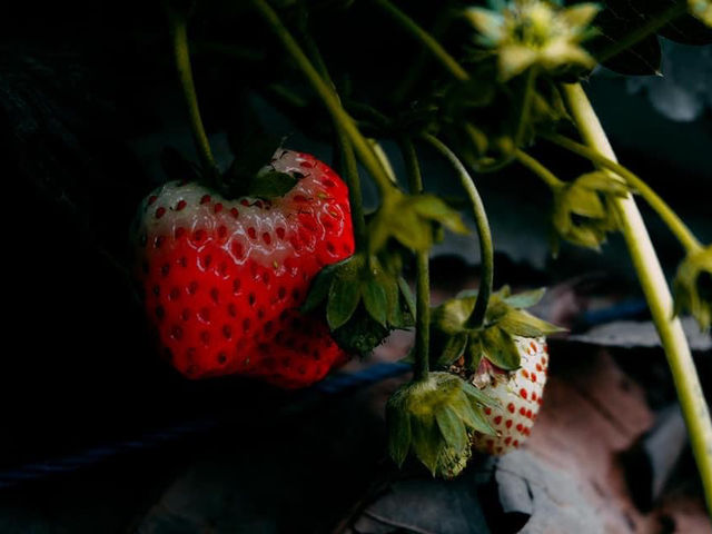 🍓ไร่สามพี่น้อง @วังน้ำเขียว